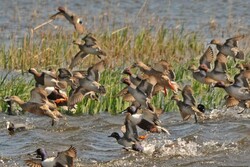 ۳۵ هزار بال پرنده در منابع آبی نقده سرشماری شد