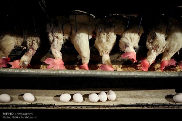 ۲۵۰۰نفر در صنعت مرغداری استان سمنان مشغول به کار هستند 