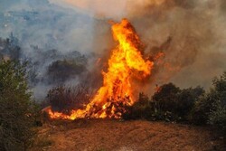 آتش سوزی گسترده در جنگلهای سوریه دو تن را به کام مرگ کشاند