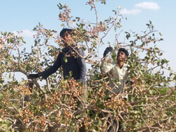 جزئیات ساماندهی کارگران فصلی در رفسنجان / پیش بینی برداشت ۲۵ هزار تن پسته