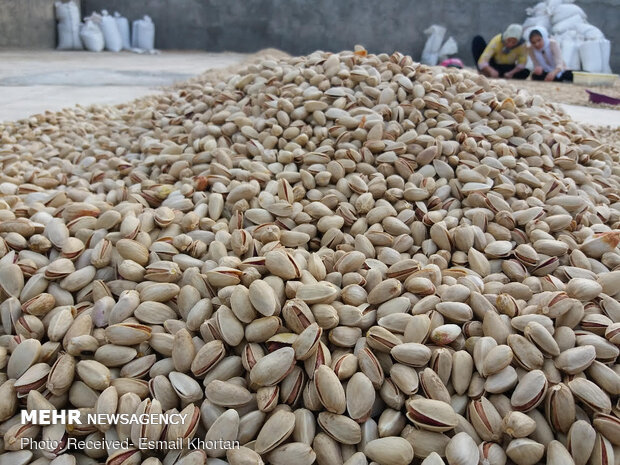 Pistachio harvest in Sirjan
