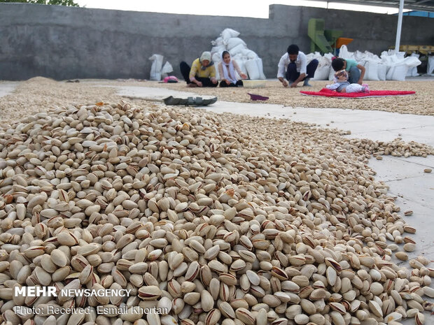 Pistachio harvest in Sirjan
