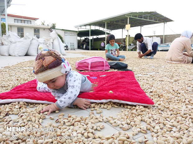 Pistachio harvest in Sirjan
