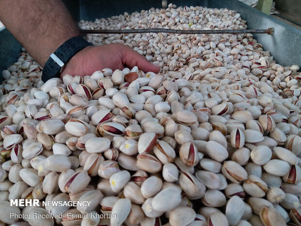 Iran's pistachio export to Europe exceeds €28m: Eurostat