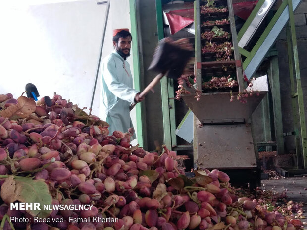 Pistachio harvest in Sirjan
