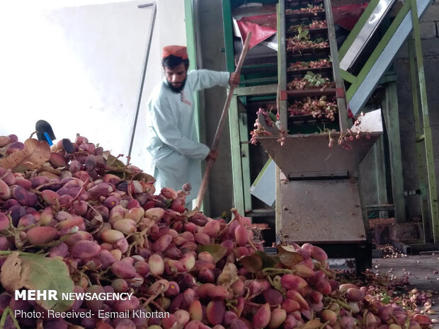 Pistachio harvest in Sirjan
