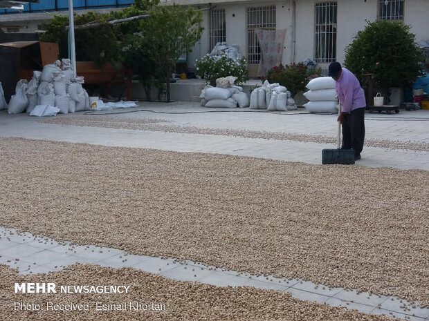 Pistachio harvest in Sirjan
