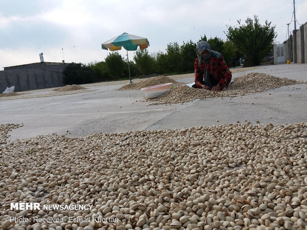 برداشت محصول پسته توسط کشاورزان بخش گلستان شهرستان سیرجان