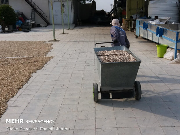 Pistachio harvest in Sirjan
