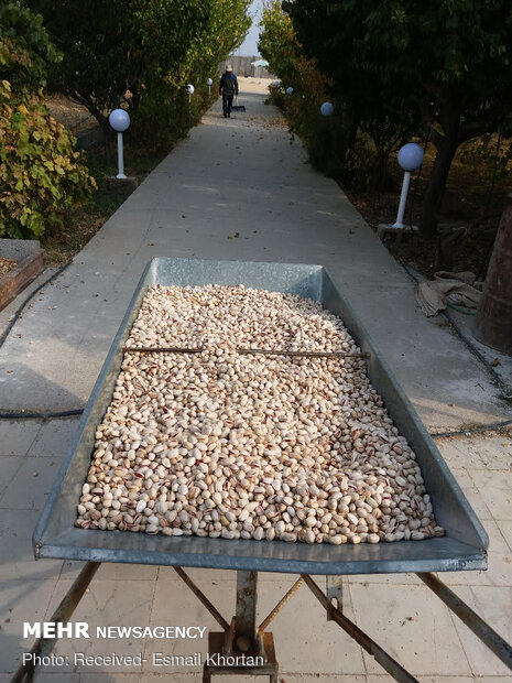 Pistachio harvest in Sirjan
