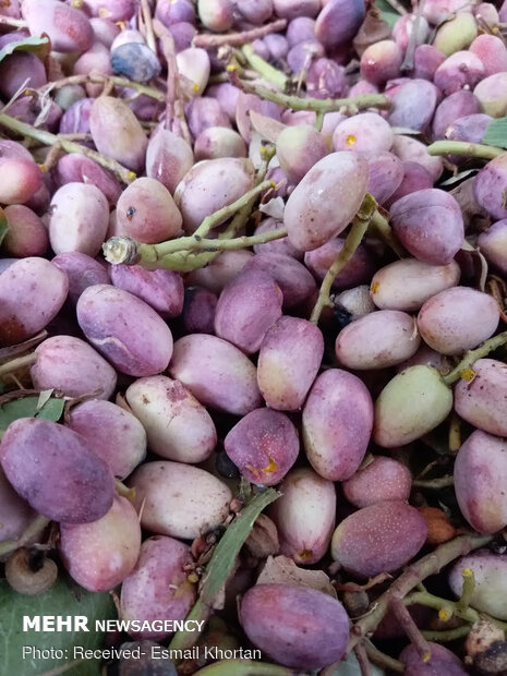 Pistachio harvest in Sirjan

