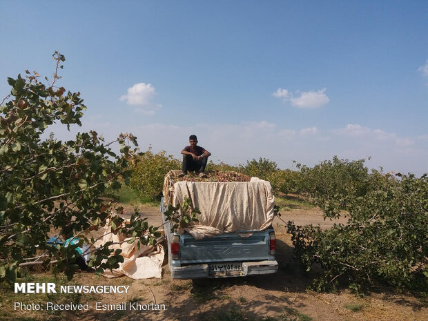 Pistachio harvest in Sirjan
