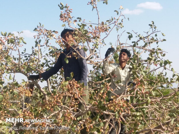 برداشت محصول پسته توسط کشاورزان بخش گلستان شهرستان سیرجان