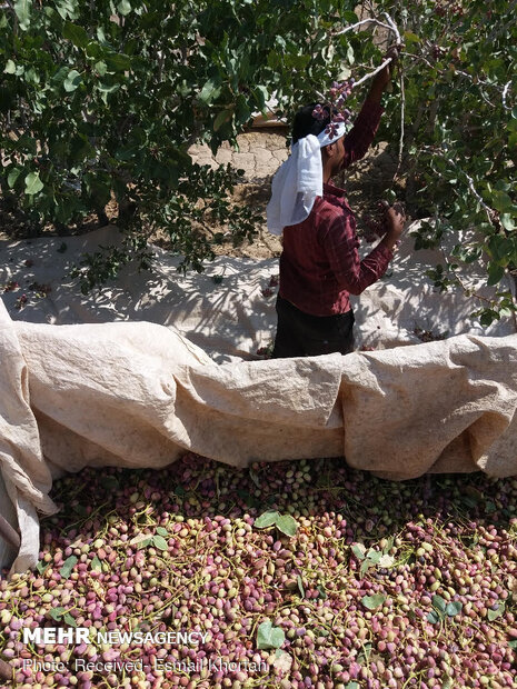 Pistachio harvest in Sirjan
