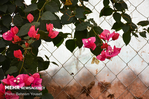 Flower gardens in Mahallat
