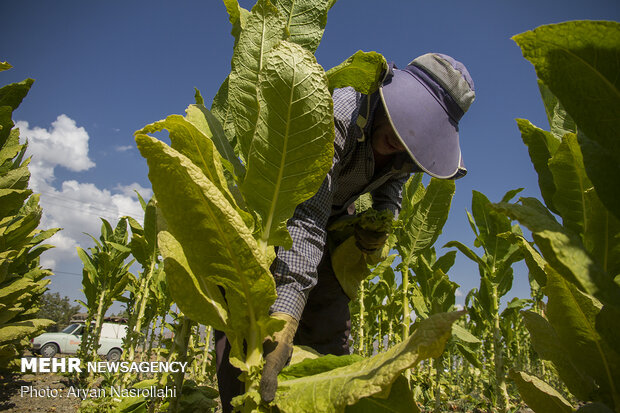 Harvest of tobacco in Kordestan province