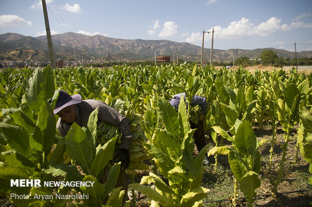 Harvest of tobacco in Kordestan province