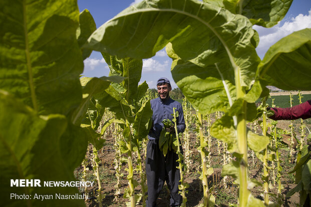 Harvest of tobacco in Kordestan province