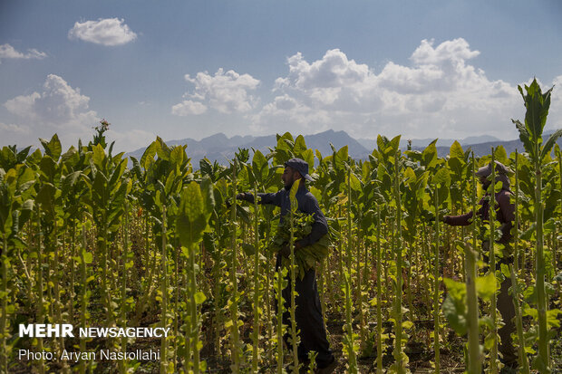 Harvest of tobacco in Kordestan province