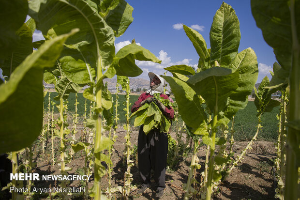 Harvest of tobacco in Kordestan province