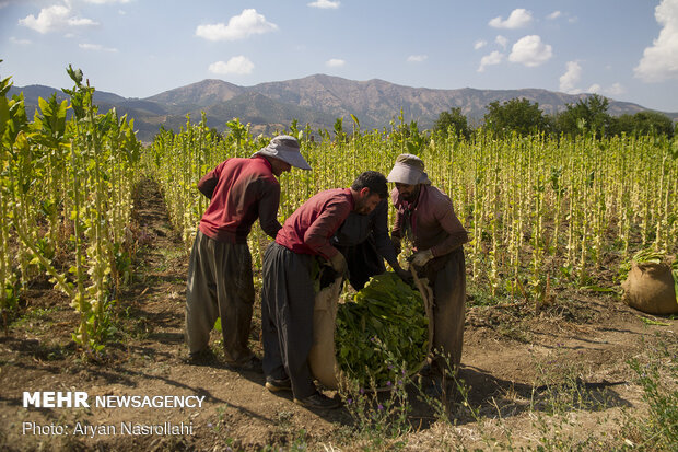 Harvest of tobacco in Kordestan province