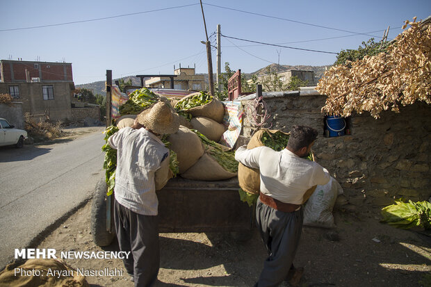 Harvest of tobacco in Kordestan province