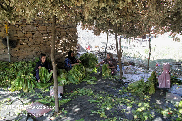 Harvest of tobacco in Kordestan province