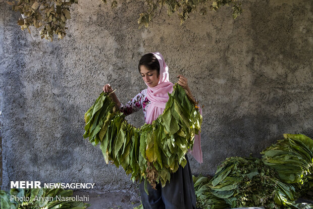 Harvest of tobacco in Kordestan province