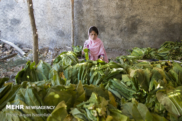 Harvest of tobacco in Kordestan province