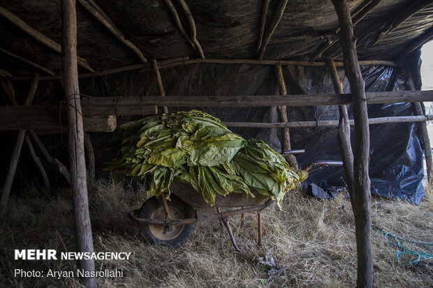 Harvest of tobacco in Kordestan province