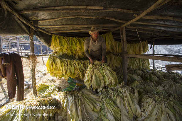 Harvest of tobacco in Kordestan province