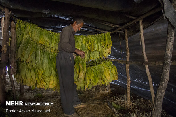 Harvest of tobacco in Kordestan province