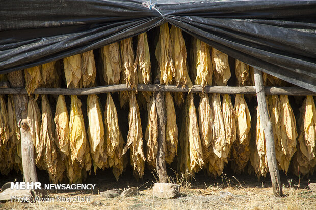 Harvest of tobacco in Kordestan province