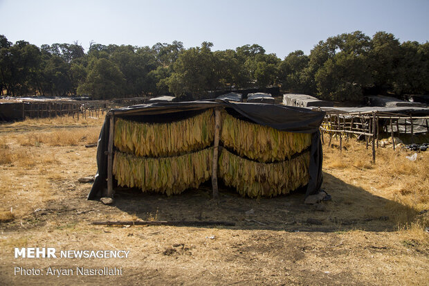 Harvest of tobacco in Kordestan province