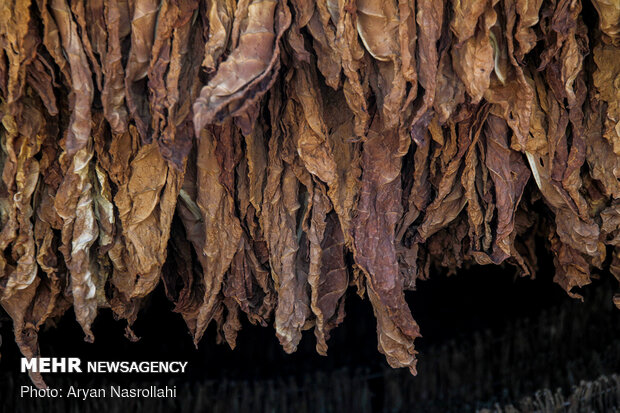 Harvest of tobacco in Kordestan province