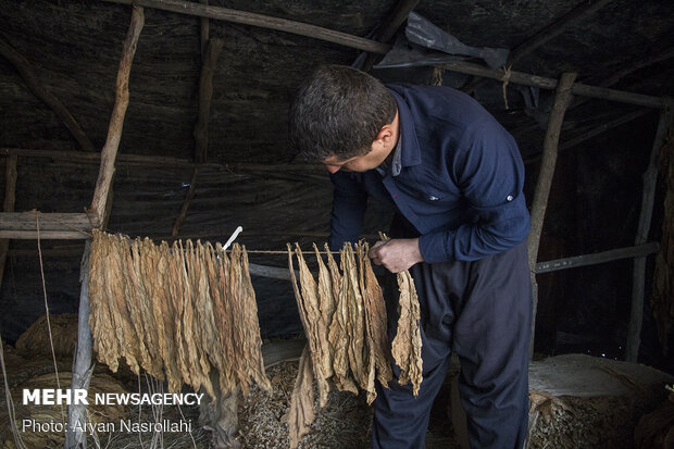 Harvest of tobacco in Kordestan province