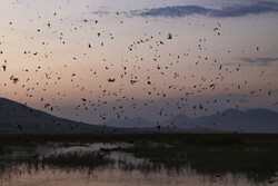 مشاهده ۴۰ هزار پرنده مهاجر در تالاب گندمان
