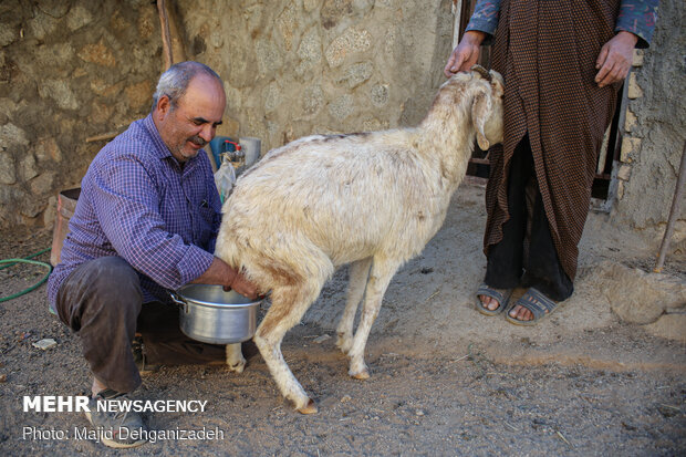 تاریکی مغلوب سختکوشی پیرمرد بردستانی