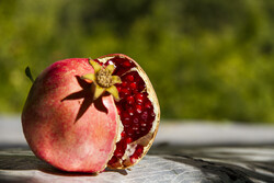 Pomegranate harvest in Western Iran