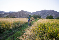 برداشت ۵ درصد شالیزارهای استان گیلان/ ۳۰ درصد مزارع به مرحله برداشت رسیده است