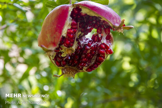 Pomegranate harvest in Western Iran 