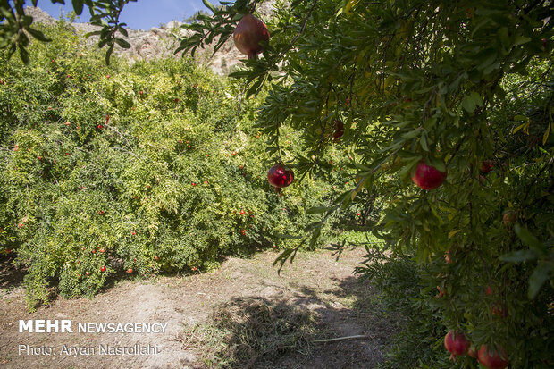 Pomegranate harvest in Western Iran 