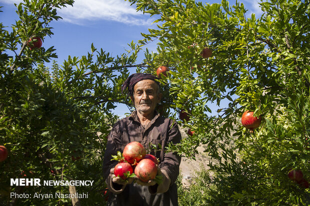 Pomegranate harvest in Western Iran 