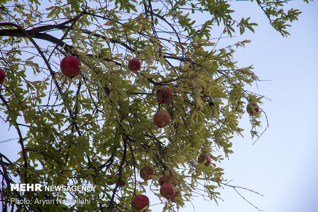 Pomegranate harvest in Western Iran 