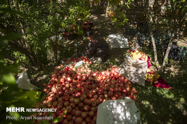 Pomegranate harvest in Western Iran 