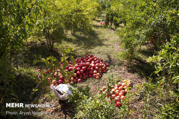 Pomegranate harvest in Western Iran 