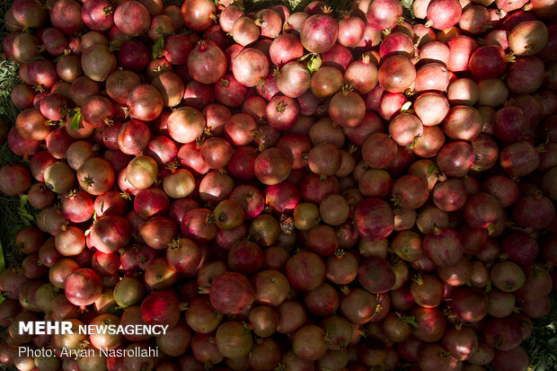 Pomegranate harvest in Western Iran 