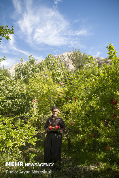 Pomegranate harvest in Western Iran 