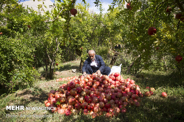 Pomegranate harvest in Western Iran 