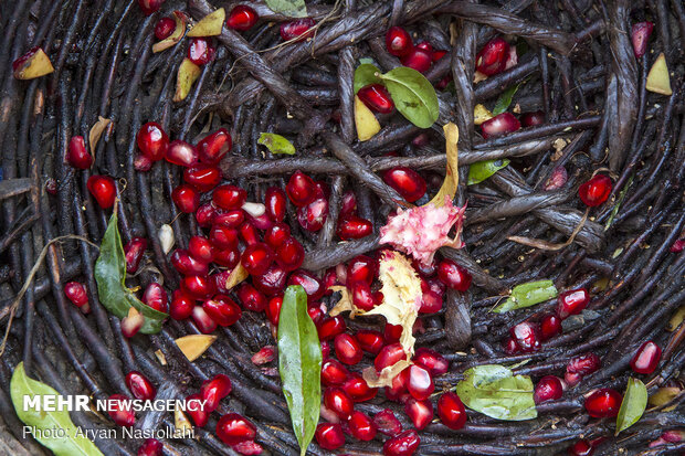 Pomegranate harvest in Western Iran 